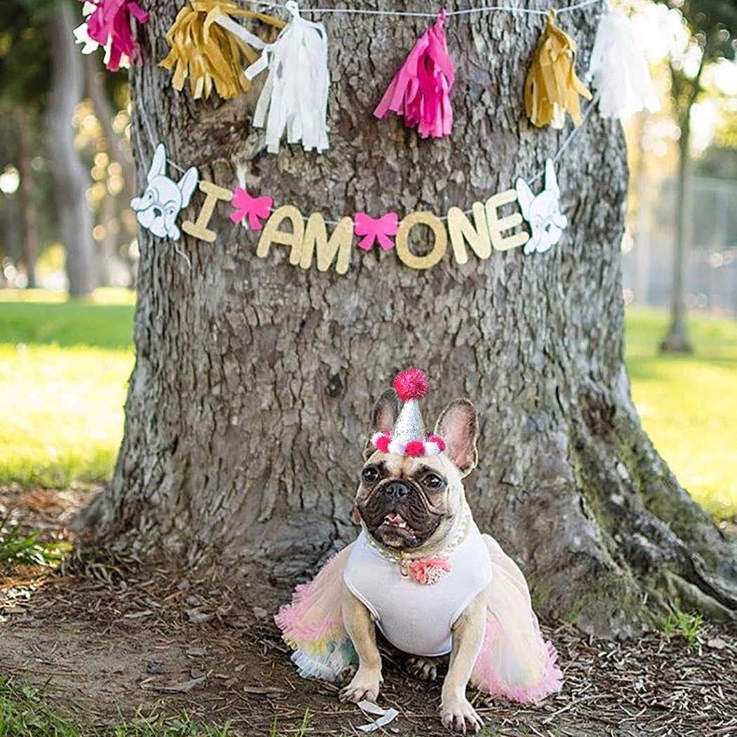 Birthday Pom Pom Cone for Dogs