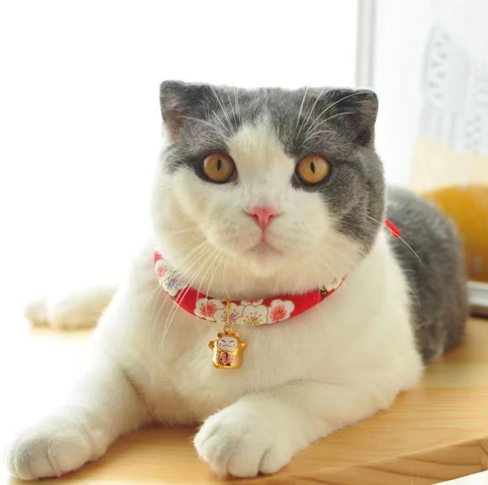 Flower Fusion Pet Collar