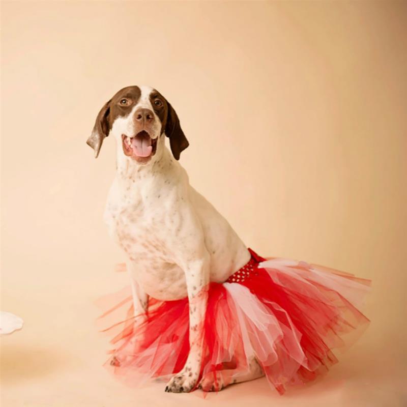 Colorful Tutu Skirts For Dogs