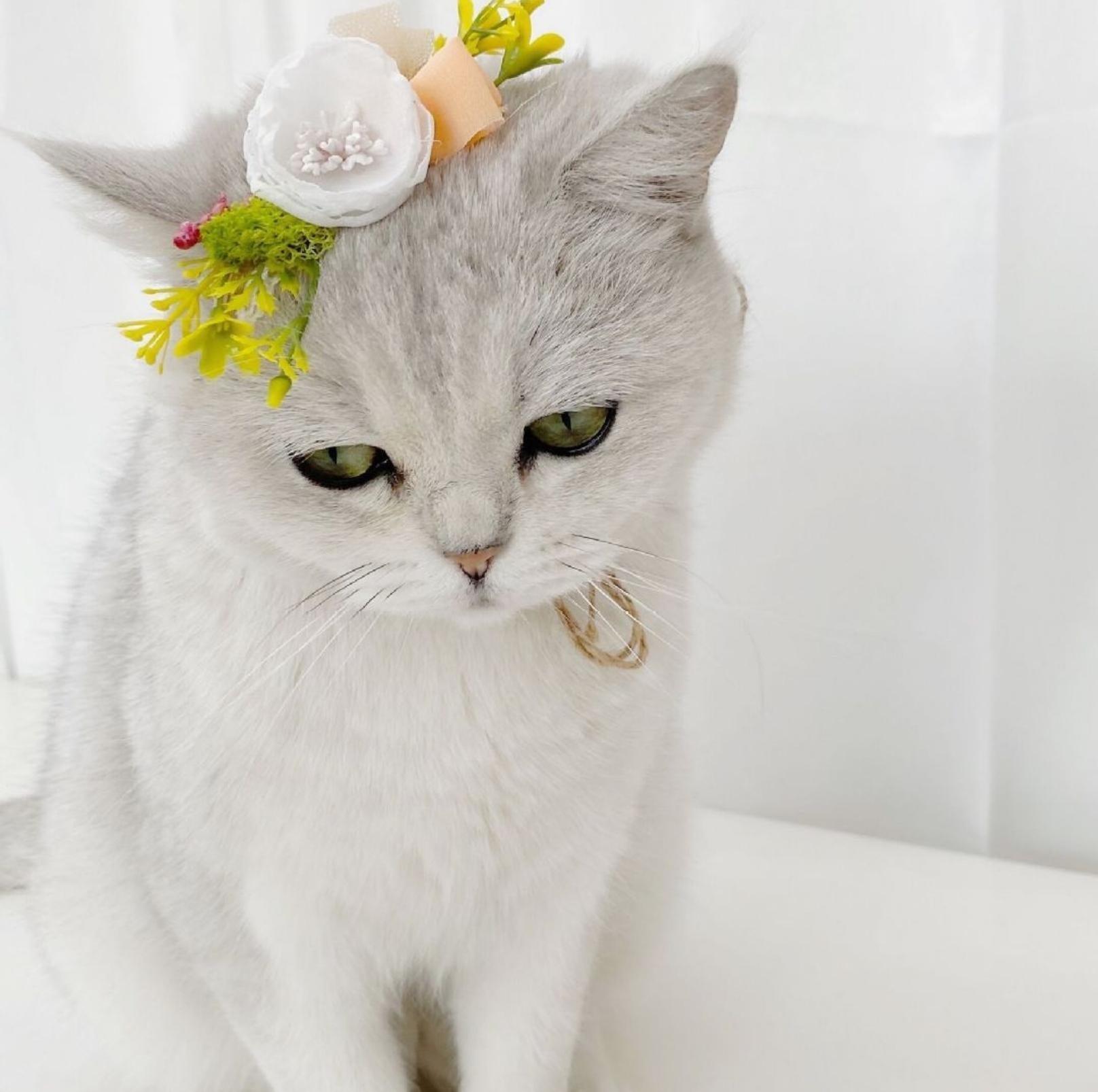 Floral Pet Collar Perfect For Celebrating Wedding And Other Events