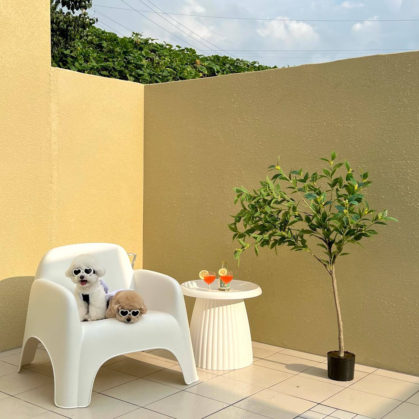 Large Bow Dog Cat Swimsuit