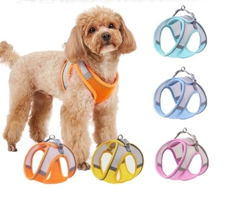 Minimalist Polyester Color Block Leash