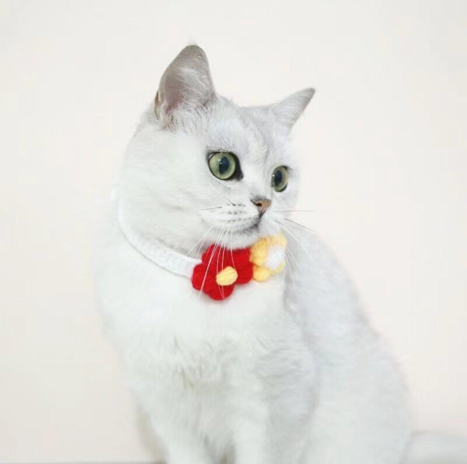 Woolen Knitting Sunflower Pet Collar