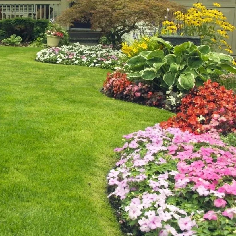 🔥 🌱 Evergreen dwarf grass seed for four seasons🌾 | Create your perfect lawn here🌼