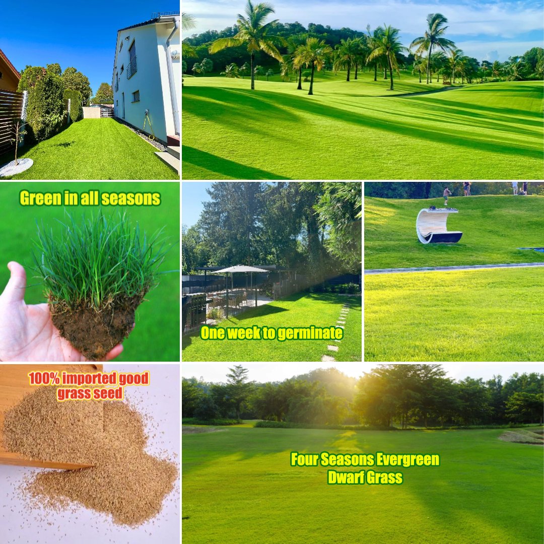 🔥 🌱 Evergreen dwarf grass seed for four seasons🌾 | Create your perfect lawn here🌼