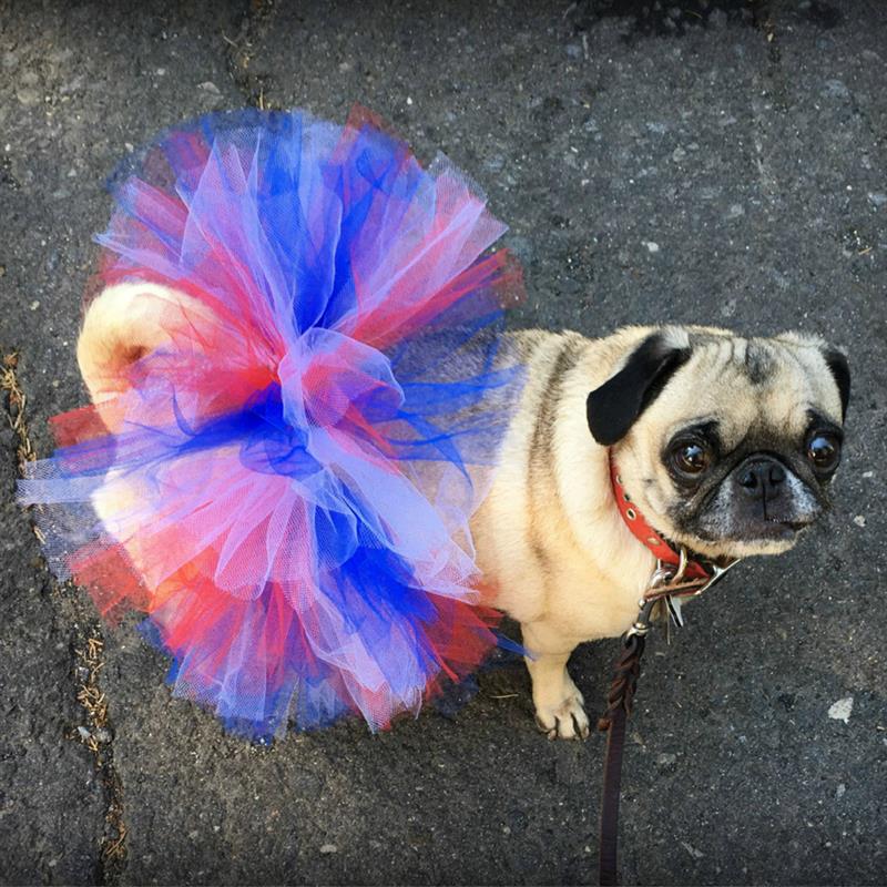 Colorful Tutu Skirts For Dogs