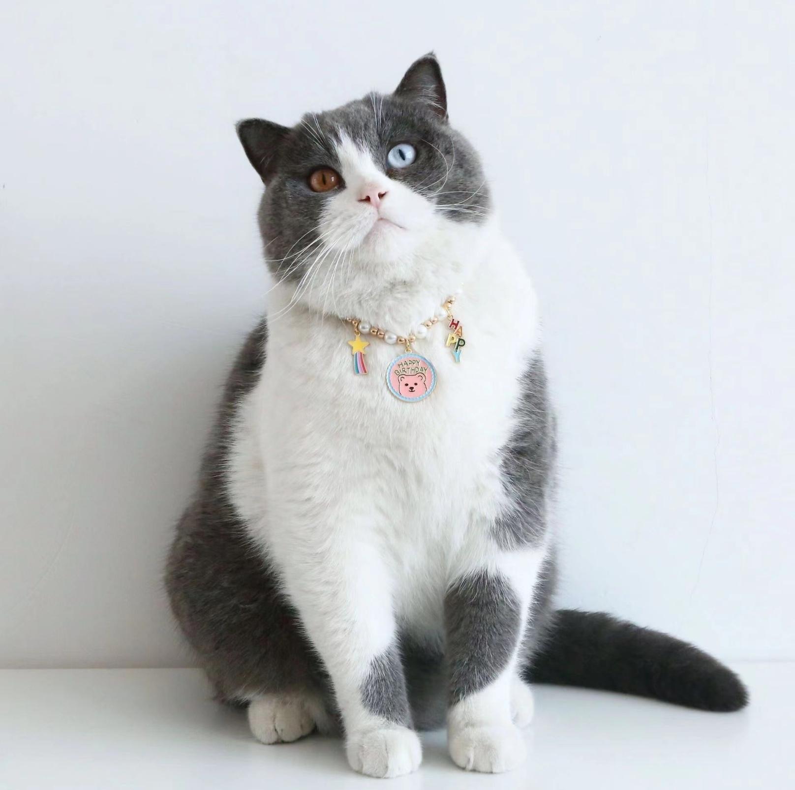 Adjustable Birthday Party Decor Pet Collar - Perfect for Celebrating