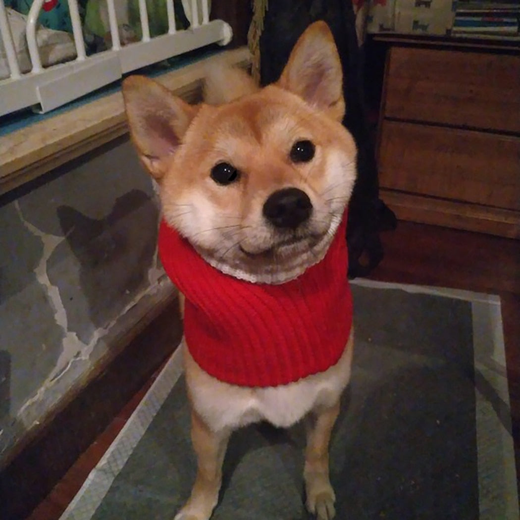 Knitted Warm Hat For Dogs