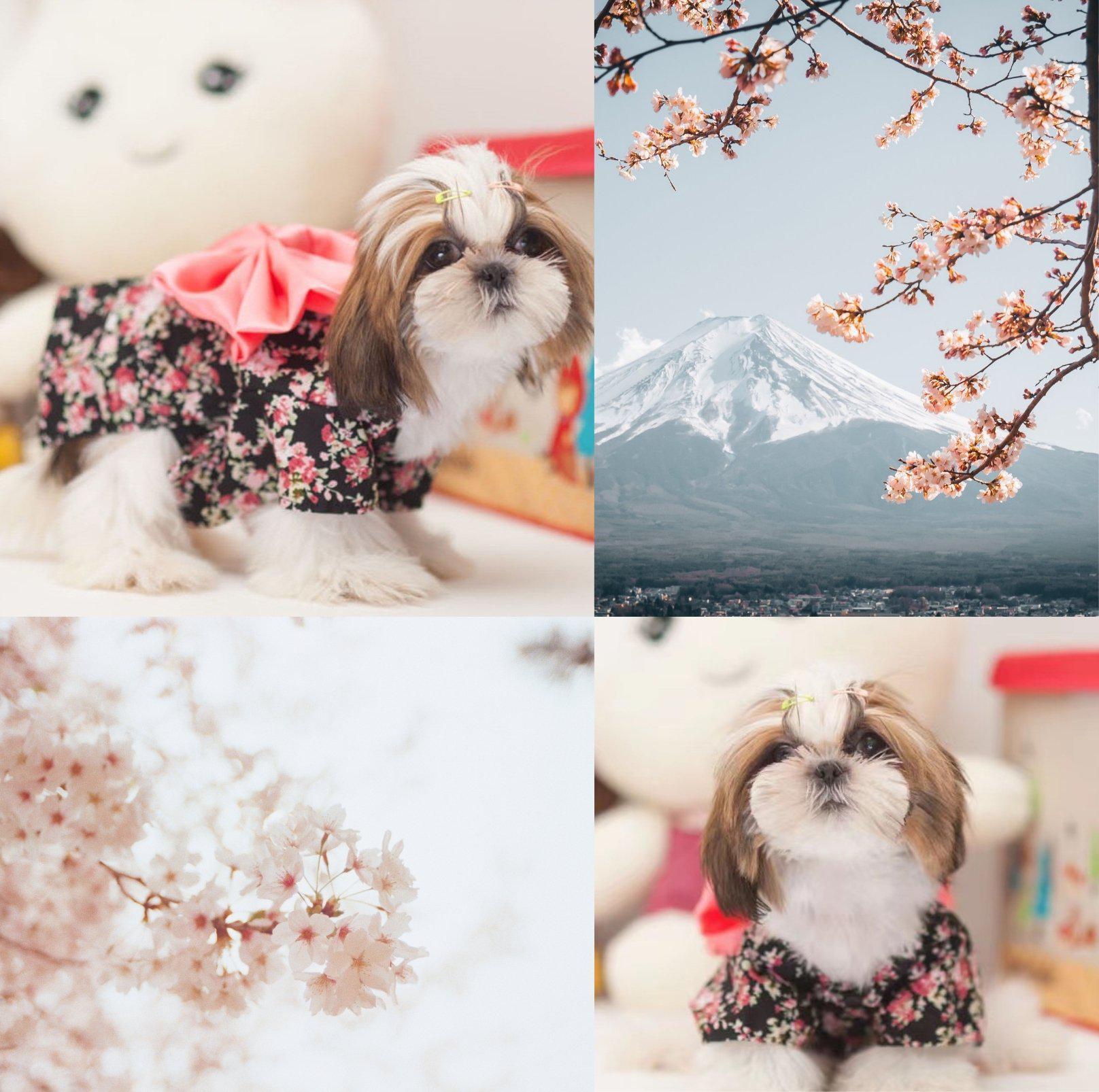 Pet Wagasa Black Flora