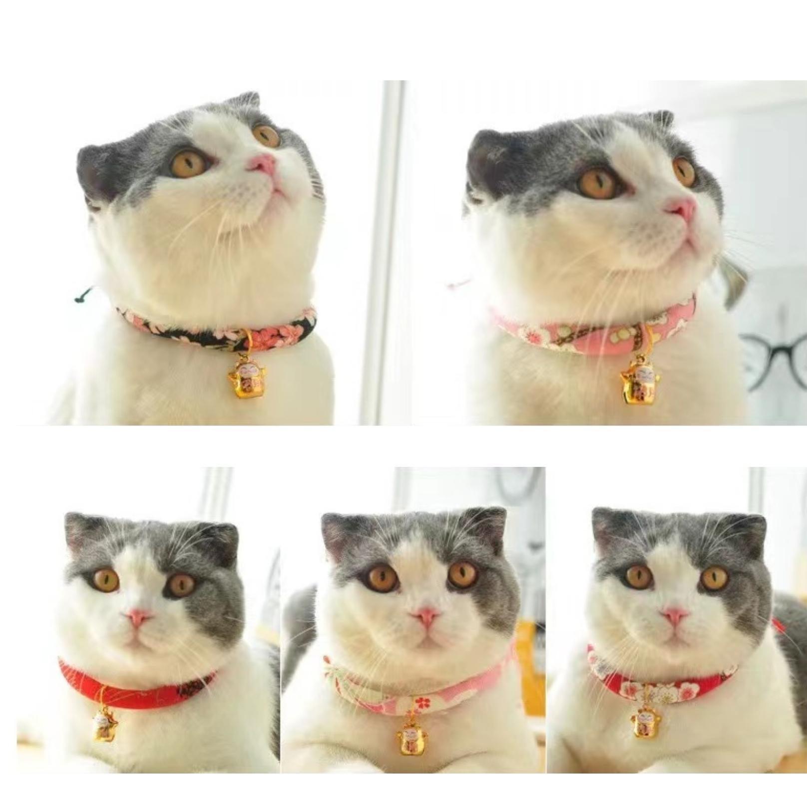 Flower Fusion Pet Collar