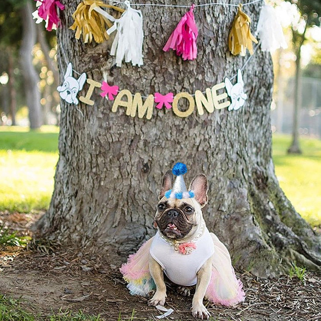 Birthday Pom Pom Cone for Dogs