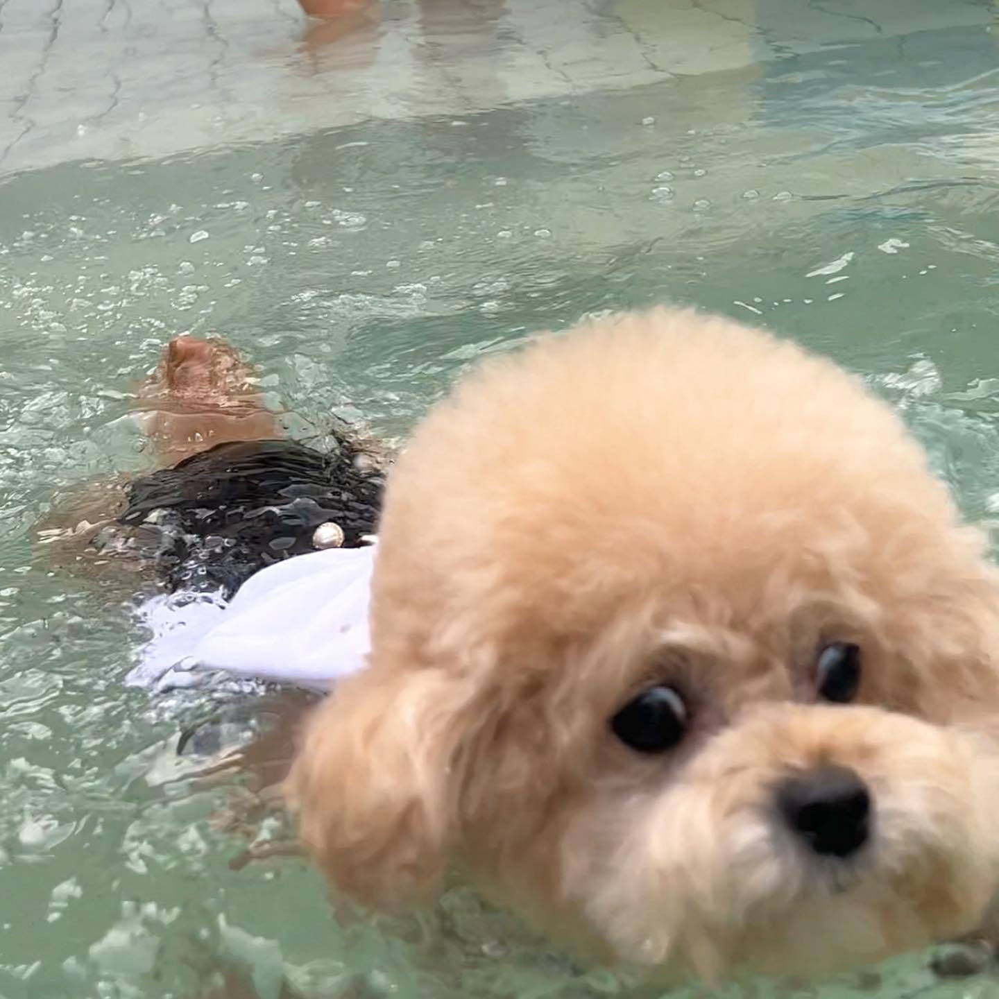 Large Bow Dog Cat Swimsuit