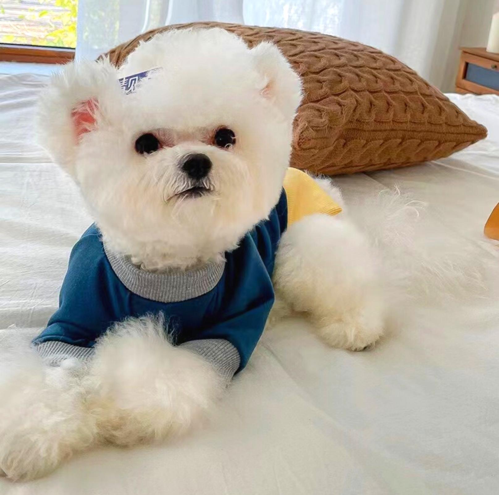 Versatile Colour Blocking Pet Sweatshirt