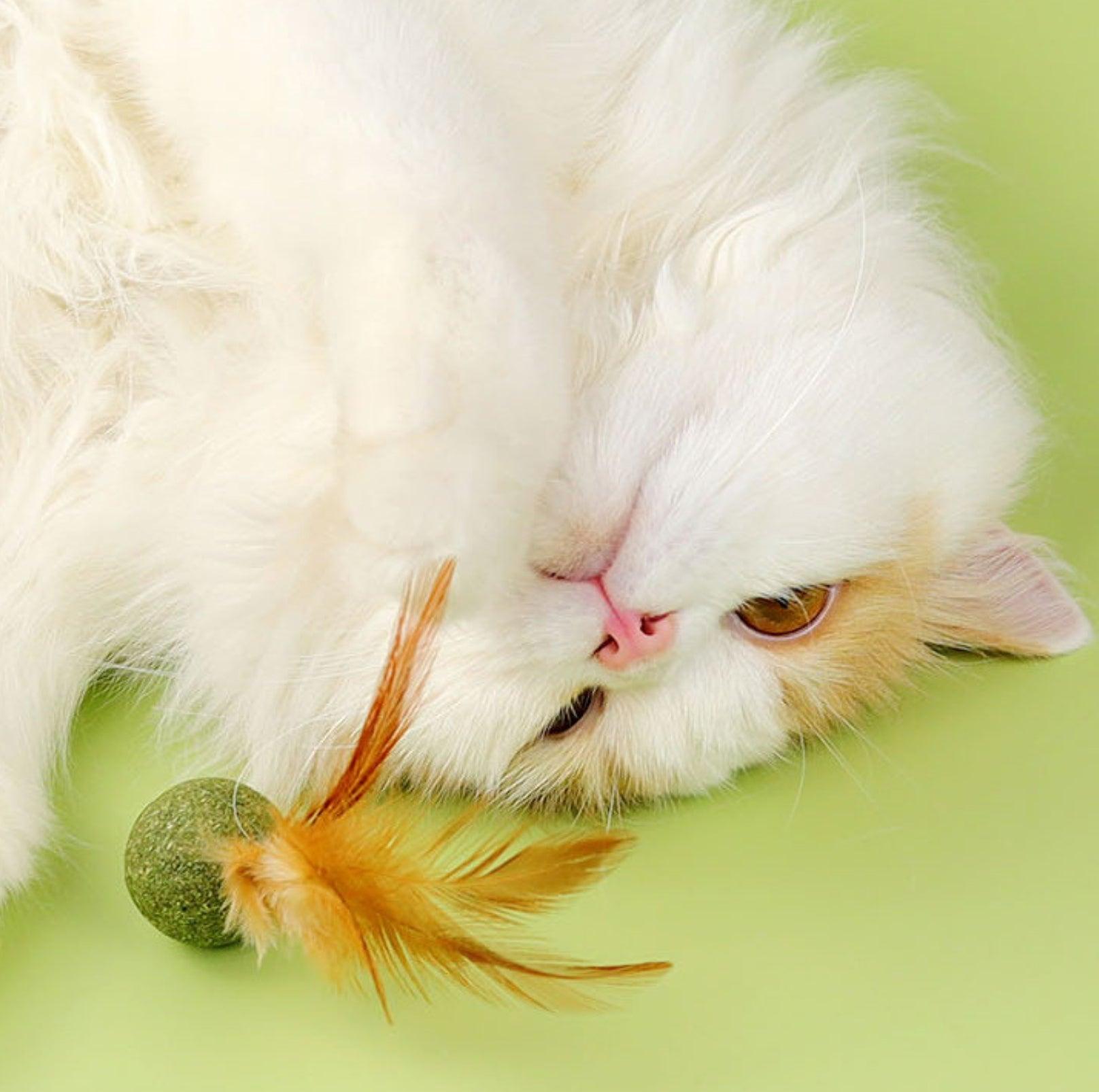 Catnip Cat Toy with Feathers