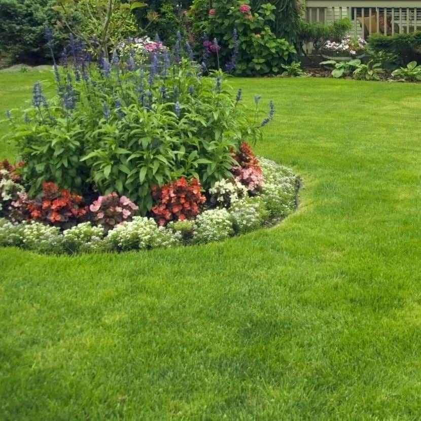 🔥 🌱 Evergreen dwarf grass seed for four seasons🌾 | Create your perfect lawn here🌼