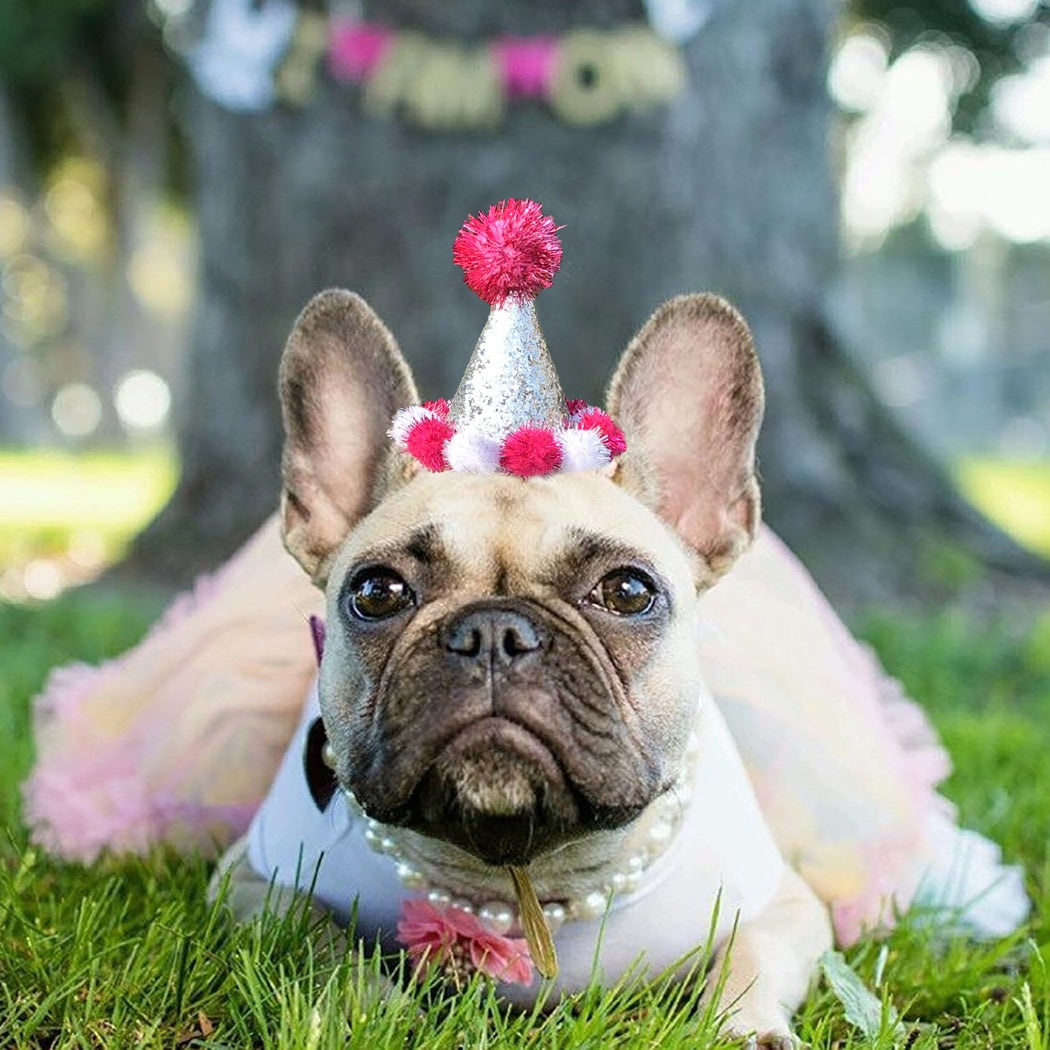 Birthday Pom Pom Cone for Dogs