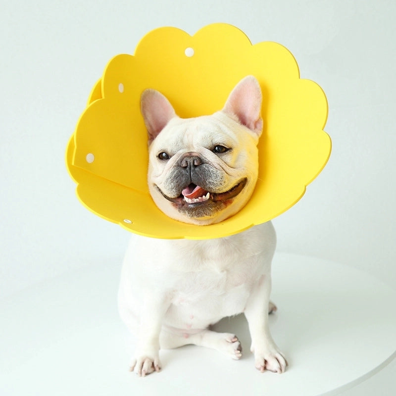 Minimalist Eva Solid Color Pet Collar