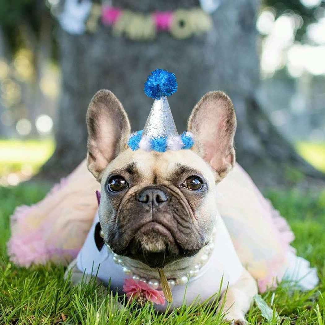 Birthday Pom Pom Cone for Dogs