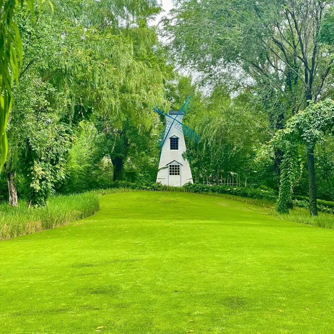 🔥 🌱 Evergreen dwarf grass seed for four seasons🌾 | Create your perfect lawn here🌼