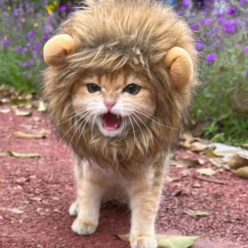 Online Celebrity Pet Cat Dog Lion Wig Headgear Rabbit Ears Funny Headdress Halloween Dress Up Transformation Hat