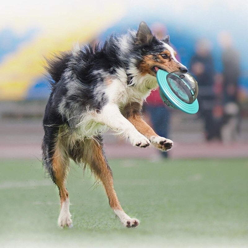 Interactive Dog Puzzle Toy