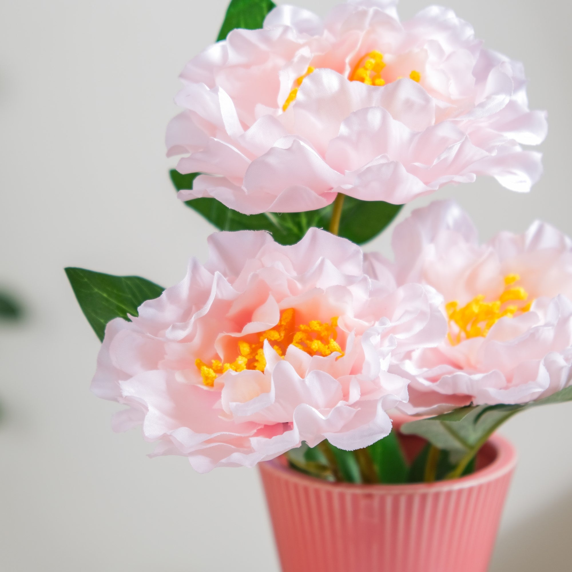 Colorful Peony Stems