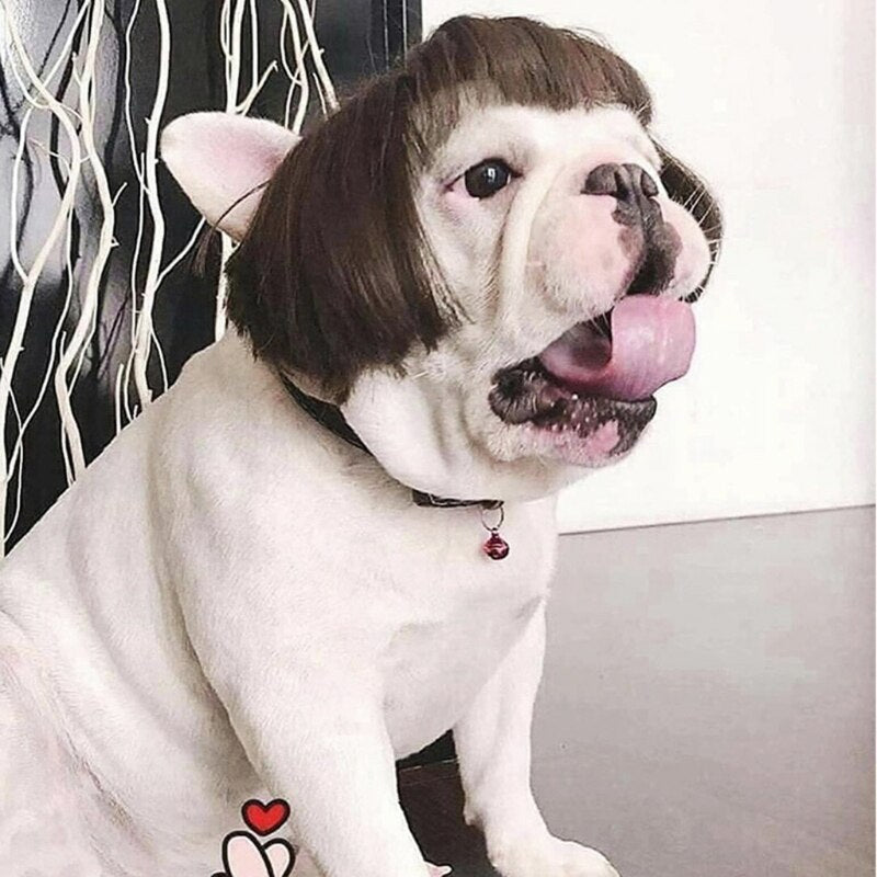 Head Wigs Pet Costumes