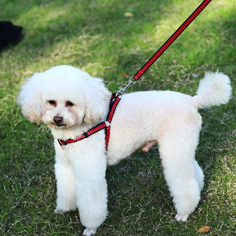 Dog Outdoor Harness And Leash Set