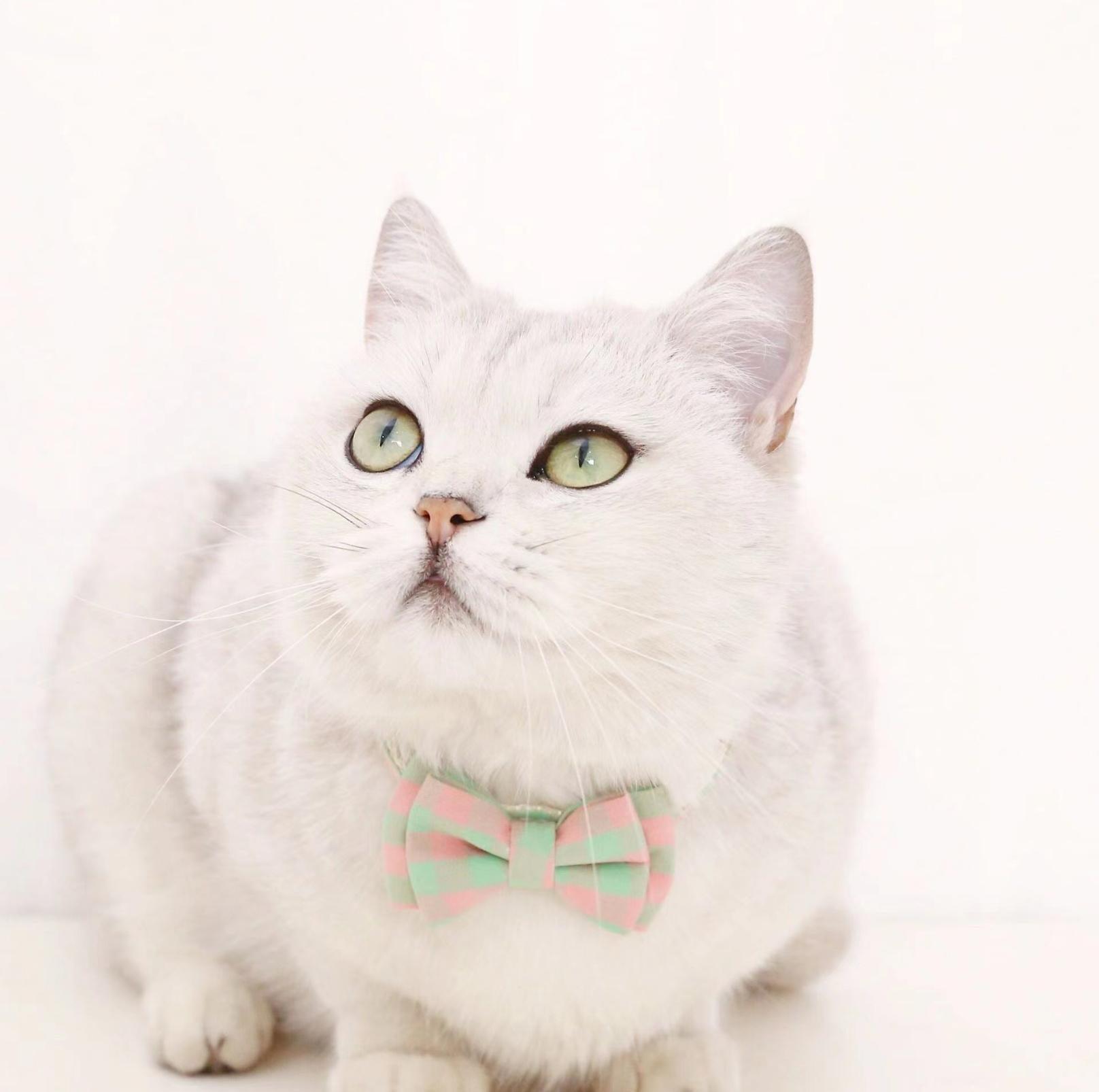 Colourful Plaid Bow Style Adjustable Pet Collar