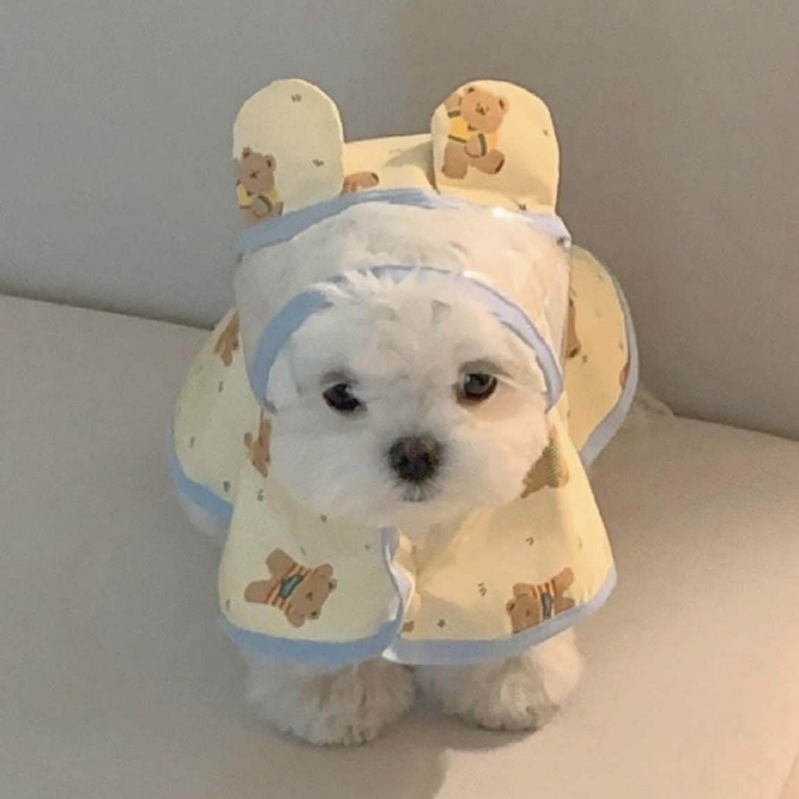 Sweet Bear Printed Dog Raincoat