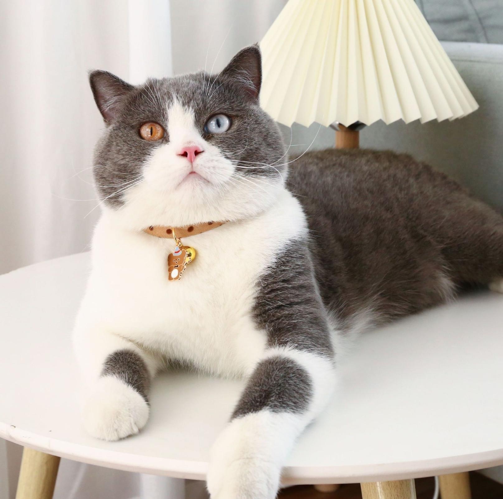 Stylish Cartoon Pendant Adjustable Pet Collar For Cats and Dogs