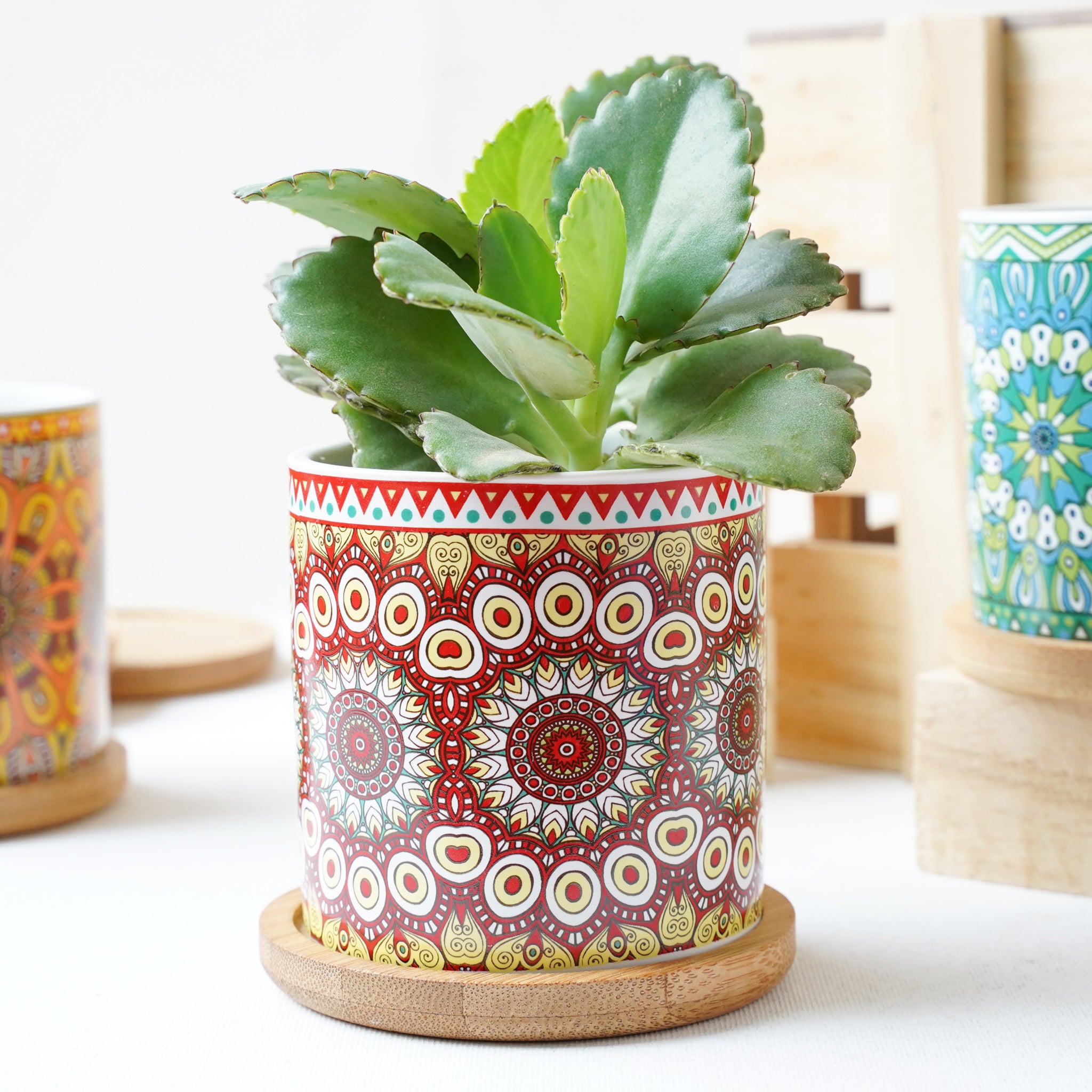 House Plant Pots