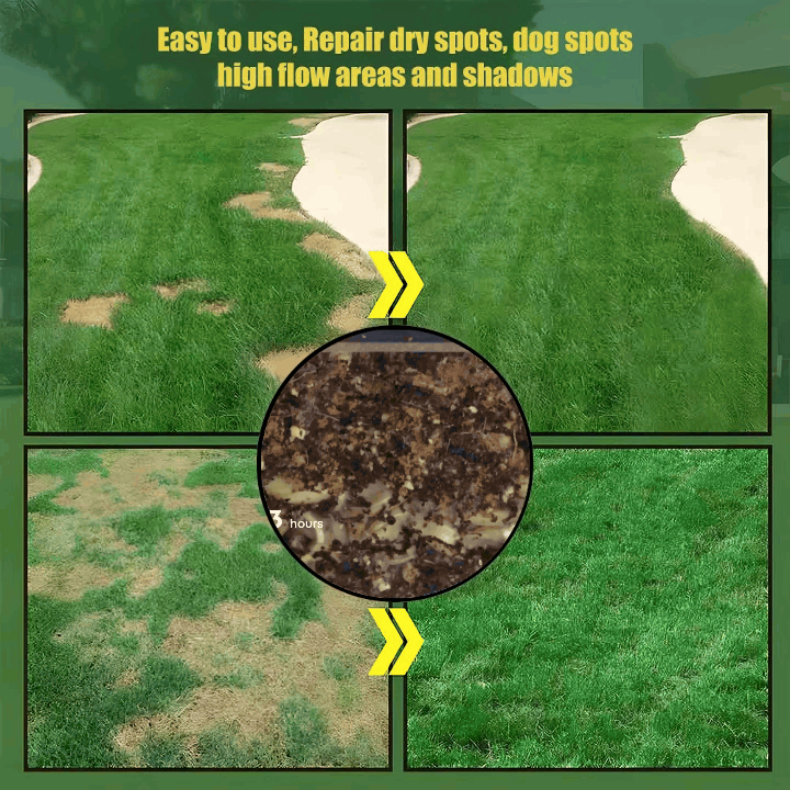 🔥 🌱 Evergreen dwarf grass seed for four seasons🌾 | Create your perfect lawn here🌼