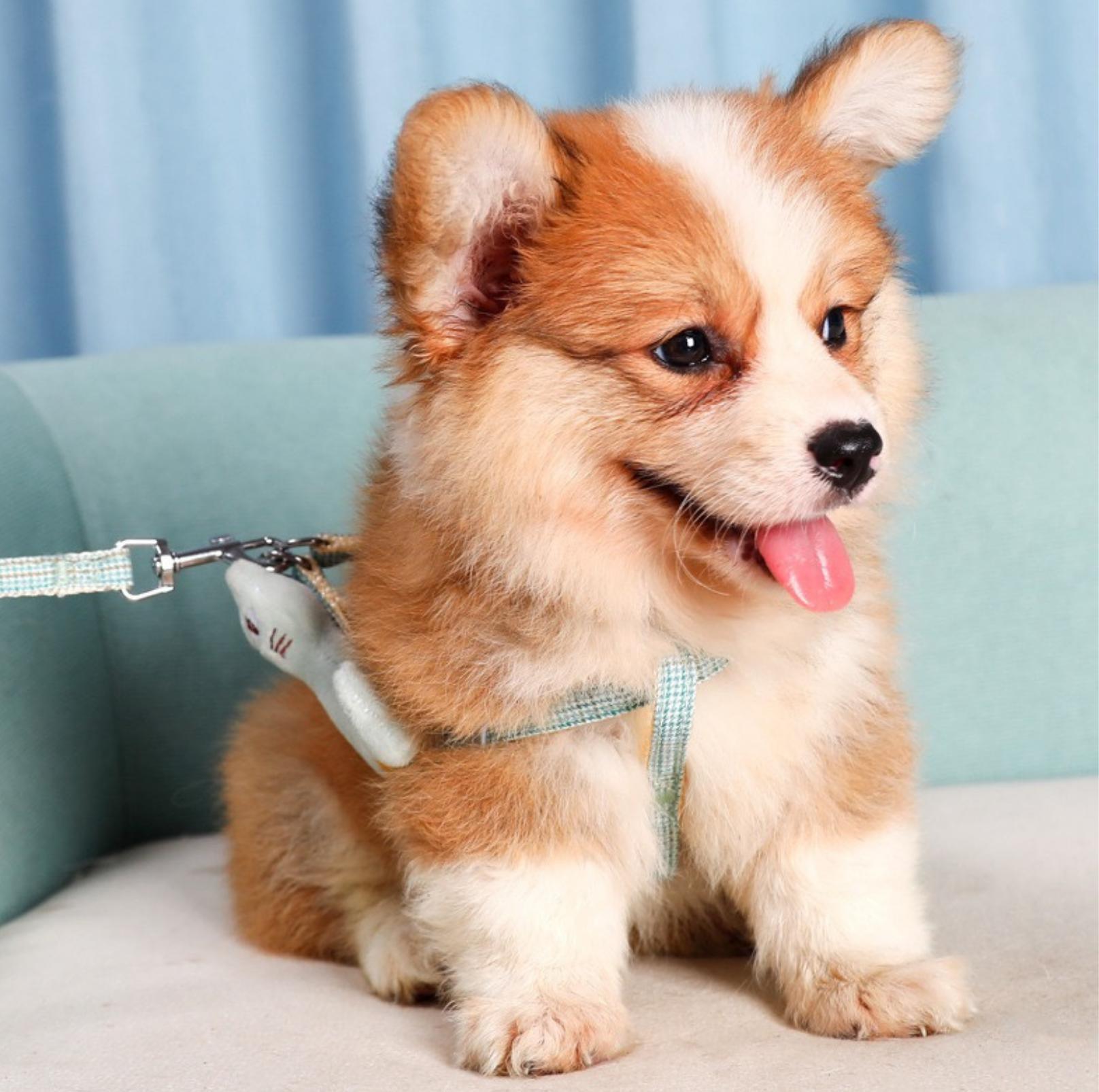 Stunning Pet Leash with Embroidered Cartoon